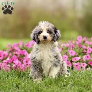 Arlo, Sheepadoodle Puppy