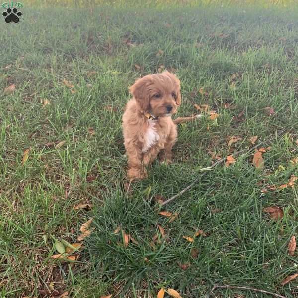 Collin, Cavapoo Puppy