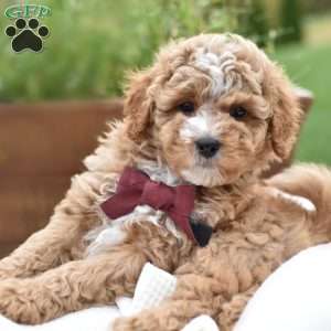 Diego, Mini Goldendoodle Puppy