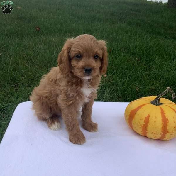 Collin, Cavapoo Puppy