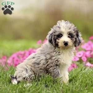 Arlo, Sheepadoodle Puppy
