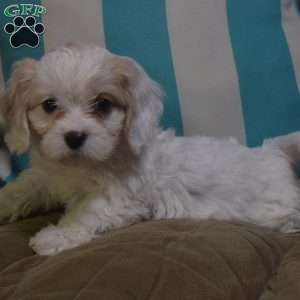Katie, Cavachon Puppy