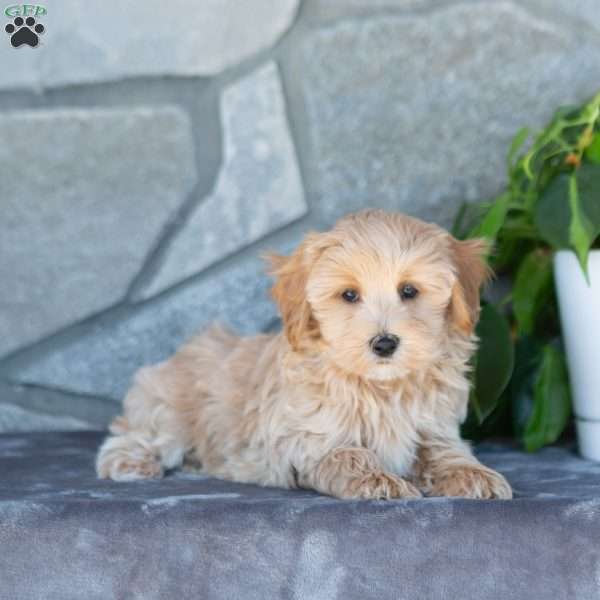 Cody, Maltipoo Puppy