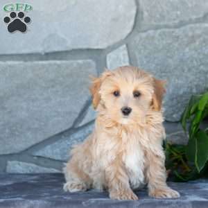 Cody, Maltipoo Puppy