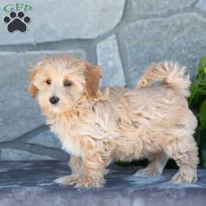 Cody, Maltipoo Puppy