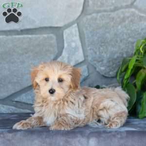Cody, Maltipoo Puppy
