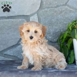 Cody, Maltipoo Puppy