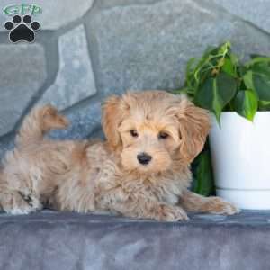 Carson, Maltipoo Puppy