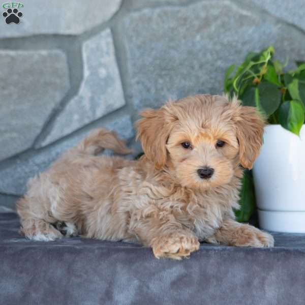 Carson, Maltipoo Puppy