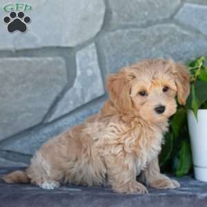 Carson, Maltipoo Puppy