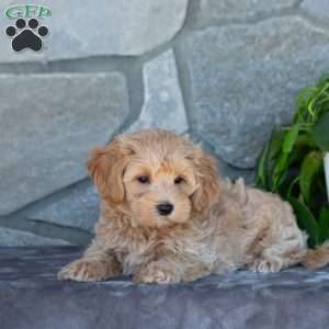 Carson, Maltipoo Puppy