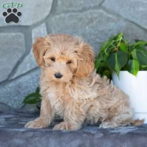Carson, Maltipoo Puppy