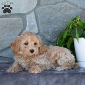 Carson, Maltipoo Puppy