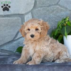 Carson, Maltipoo Puppy
