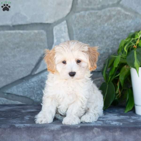 Casper, Maltipoo Puppy