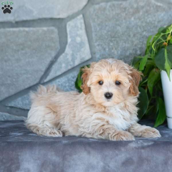 Cedar, Maltipoo Puppy