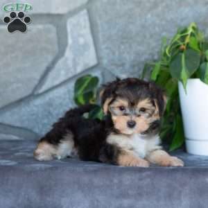 Dillon, Yorkie-Chon Puppy