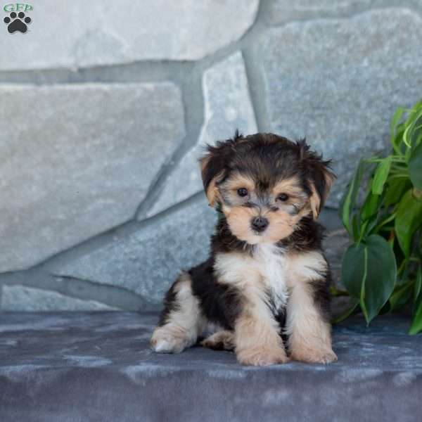 Dillon, Yorkie-Chon Puppy