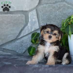 Dillon, Yorkie-Chon Puppy
