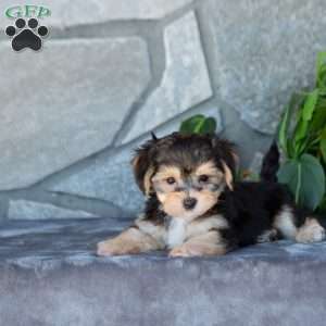 Dillon, Yorkie-Chon Puppy