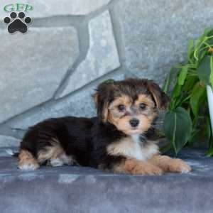 Dexter, Yorkie-Chon Puppy
