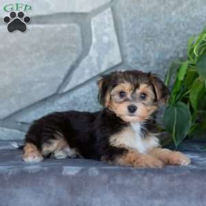 Dexter, Yorkie-Chon Puppy