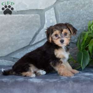 Dexter, Yorkie-Chon Puppy
