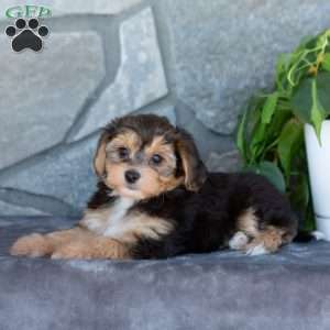 Dexter, Yorkie-Chon Puppy