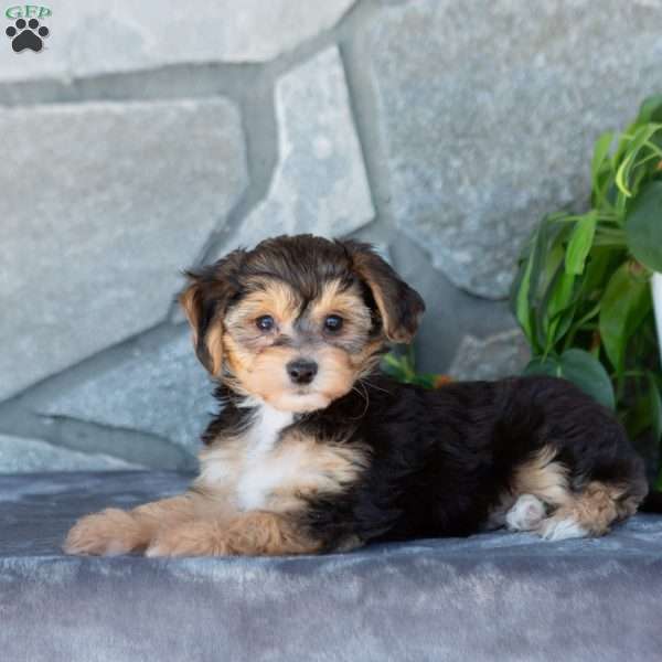Dexter, Yorkie-Chon Puppy