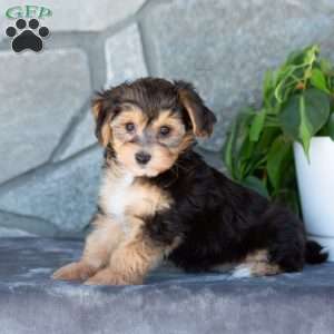 Dexter, Yorkie-Chon Puppy
