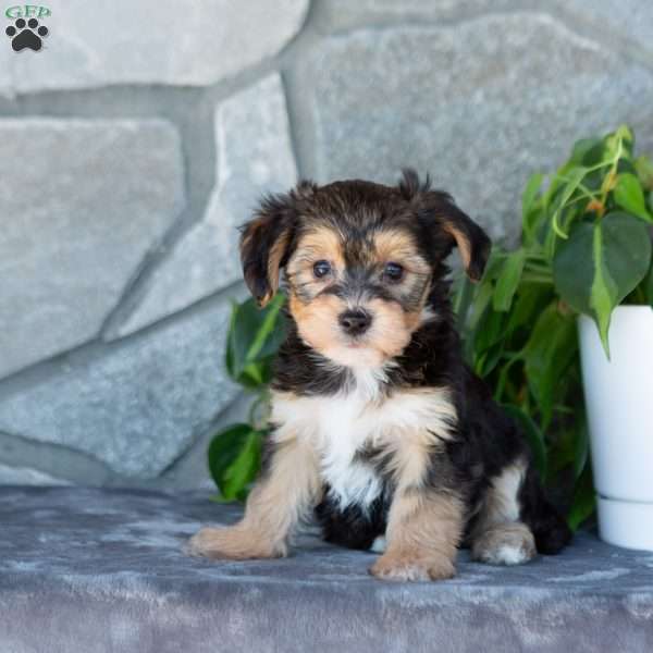 Duke, Yorkie-Chon Puppy