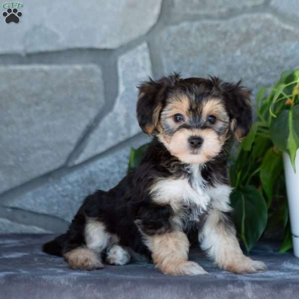 Davia, Yorkie-Chon Puppy