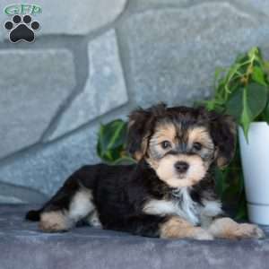 Davia, Yorkie-Chon Puppy