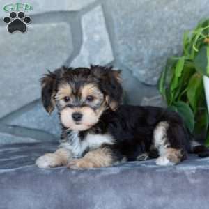 Davia, Yorkie-Chon Puppy