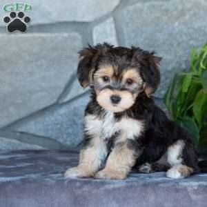 Davia, Yorkie-Chon Puppy