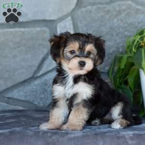 Davia, Yorkie-Chon Puppy