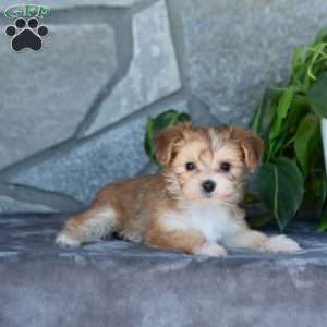 Dia, Yorkie-Chon Puppy
