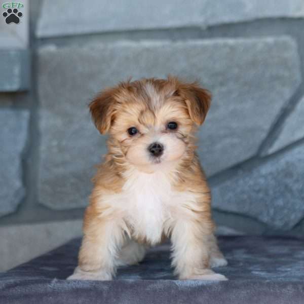 Dia, Yorkie-Chon Puppy