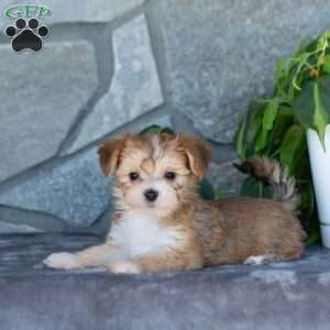 Dia, Yorkie-Chon Puppy