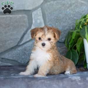 Dia, Yorkie-Chon Puppy