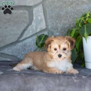 Daisy, Yorkie-Chon Puppy
