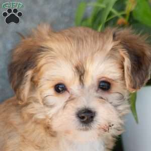 Daisy, Yorkie-Chon Puppy