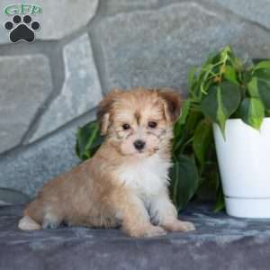 Daisy, Yorkie-Chon Puppy