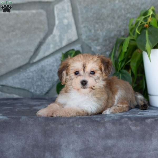 Daisy, Yorkie-Chon Puppy