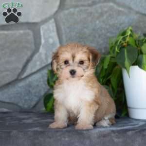 Daisy, Yorkie-Chon Puppy