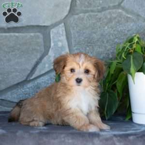 Dixie, Yorkie-Chon Puppy