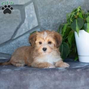 Dixie, Yorkie-Chon Puppy