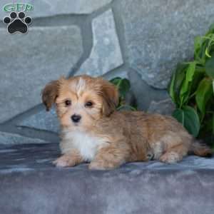 Dixie, Yorkie-Chon Puppy
