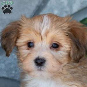 Dixie, Yorkie-Chon Puppy