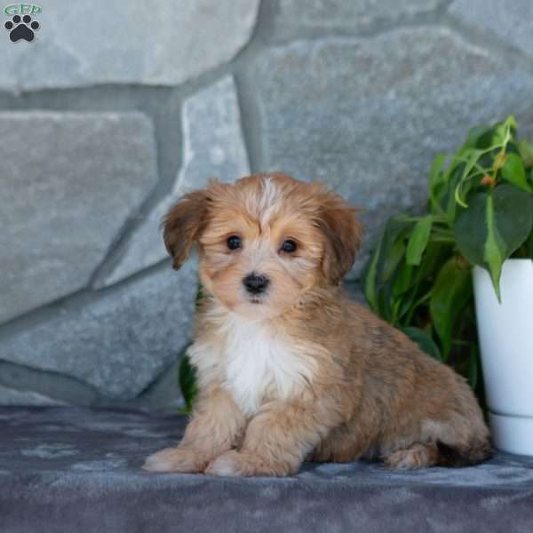 Dixie, Yorkie-Chon Puppy